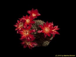 Sulcorebutia steinbachii v. tunariensis WK223 1695